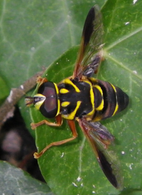 Meromacrus acutus